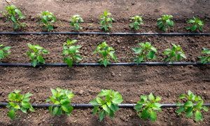 Tưới nhỏ giọt