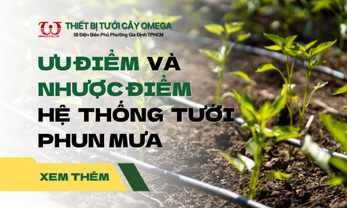 Ưu điểm và Nhược điểm của giải pháp tưới phun mưa