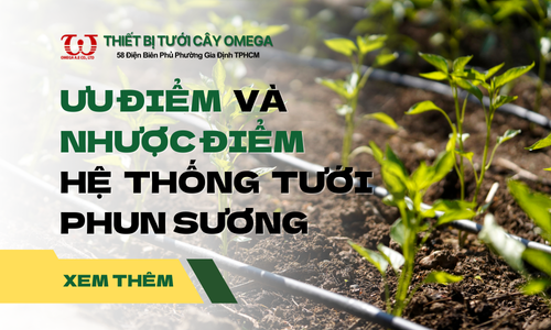 Ưu điểm và Nhược điểm của giải pháp tưới phun sương