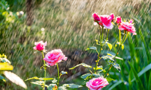 lắp đặt tưới phun sương