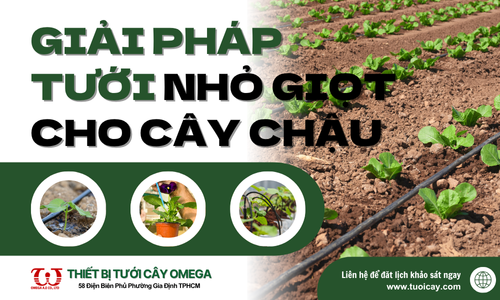 Giải pháp tưới nhỏ giọt cho cây chậu