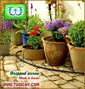 Béc tưới cây nhỏ giọt mũi tên