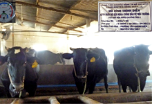 Tưới phun sương làm mát chuồng trại bò sữa