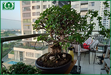 Thi công hệ thống tưới cây nhỏ giọt tự động Quận 2