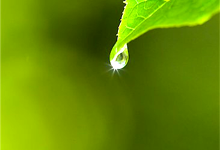 Ưu nhược điểm của tưới nhỏ gịot nông nghiệp