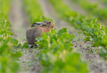 Hiệu quả mô hình tưới tự động rau ăn lá