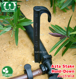 Thân Asta cố định ống