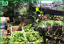 Những loại béc tưới cây phun mưa phổ biến nhất hiện nay