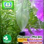 Thumbnail of Đầu tưới phun sương Coolnet3