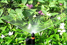 Béc tưới cây cho sân vườn nhà phố