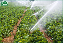 Béc tưới phun mưa cánh đập 5035SD dùng trong nông nghiệp