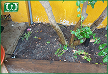 Béc tưới cỏ phun mưa Spray 54509 ứng dụng như thế nào