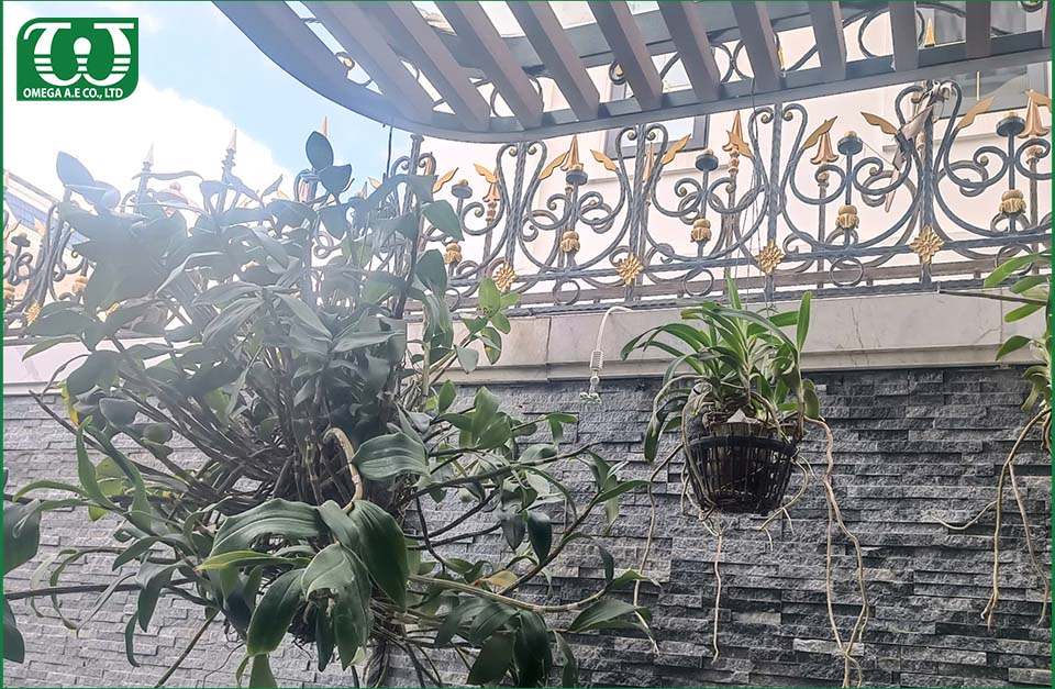 Béc tưới phun sương Coolnet dùng cho chậu hoa lan