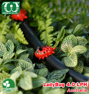 Béc tưới cây nhỏ giọt LadyBug