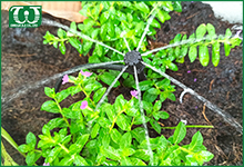 Bộ hẹn giờ Orbit 1 khu vực 94791 có thể dùng cho loại cây nào