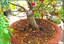 Các loại béc tưới nhỏ giọt bù áp trong hệ thống tưới