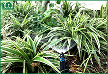 Các vấn đề cần lưu ý khi lắp đặt hệ thống tưới cây tự động tại nhà