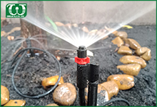 Cách lắp đặt béc tưới cây sân vườn hình fan