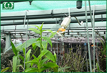 Cách lựa chọn máy bơm phù hợp cho hệ thống tưới tư động