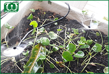 Cách sử dụng béc tưới cây sân vườn Spectrum hiệu quả