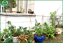 Chọn thiết bị tưới tự động cho cây trồng trong chậu
