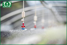 Đầu tưới phun sương Spinnet ứng dụng mô hình trồng cây nào