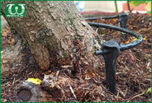 Dùng béc tưới cây nhỏ giọt Asta Drip cho cây bonsai