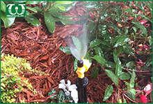 Dùng béc tưới phun sương Mist Jets cho vườn hoa lan