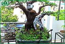 Giải pháp lắp đặt hệ thống tưới tự động cho ban công nhỏ