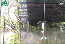 Hệ thống tưới phun sương có gì nổi bật