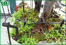 Hệ thống tưới tự động cho cây bonsai