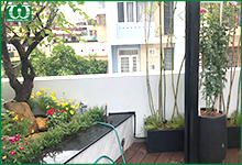 Hệ thống tưới tự động cho vườn cây trên sân thượng