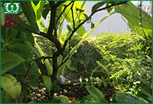 Hệ thống tưới cây trên sân thượng