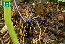 Lợi ích của tưới tự động cho khu vườn sân thượng