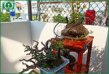 Lựa chọn thiết bị tưới cây phù hợp cho khu vườn sân thượng