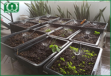 Lưu ý khi sử dụng tưới tự động phun mưa cho vườn rau