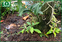 Lưu ý khi lắp đặt đầu béc tưới cây Spectrum chốt 4mm