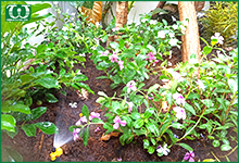 Nên sử dụng hệ thống tưới tự động nào cho sân vườn
