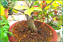 Những lưu ý khi mua béc tưới tự động