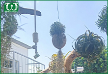 Sử dụng béc tưới phun sương Coolnet cho nhà phố