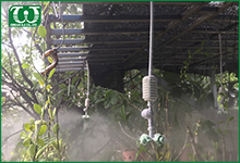 Sử dụng béc tưới phun sương Coolnet cho ban công