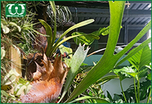 Thiết bị tưới phun mưa cho sân vườn