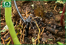 Thiết kế hệ thống tưới tự động hiệu quả cho tường cây xanh