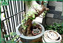 Hệ thống tưới cây nhỏ giọt cho ban công