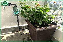 Lập kế hoạch tưới cây cho sân vườn của bạn