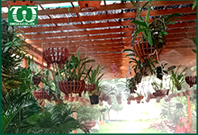 Thi công hệ thống tưới cây phun sương biệt thự Quận 9