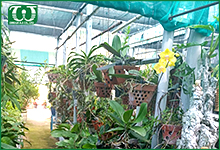 Tưới tự động cho vườn trồng hoa lan