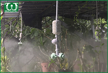 Ứng dụng béc tưới phun sương Coolnet cho vườn hoa lan