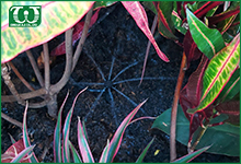 Ứng dụng của béc tưới cây phun mưa sân vườn Shrubbler