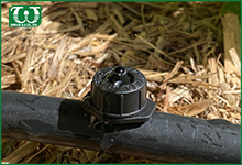 Ứng dụng của béc tưới nhỏ giọt Ceta cho khu vườn của bạn